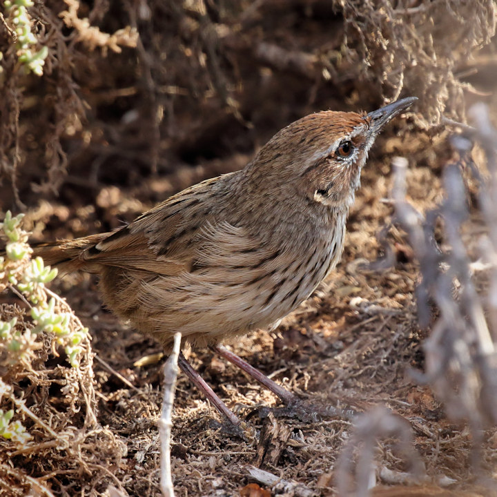 Rufous Fieldwren (Calamanthus campestris)